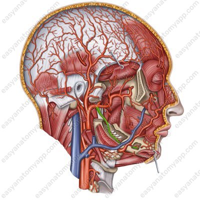 Inferior alveolar artery (a. alveolaris inferior)